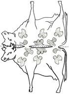 Cow Cut Out