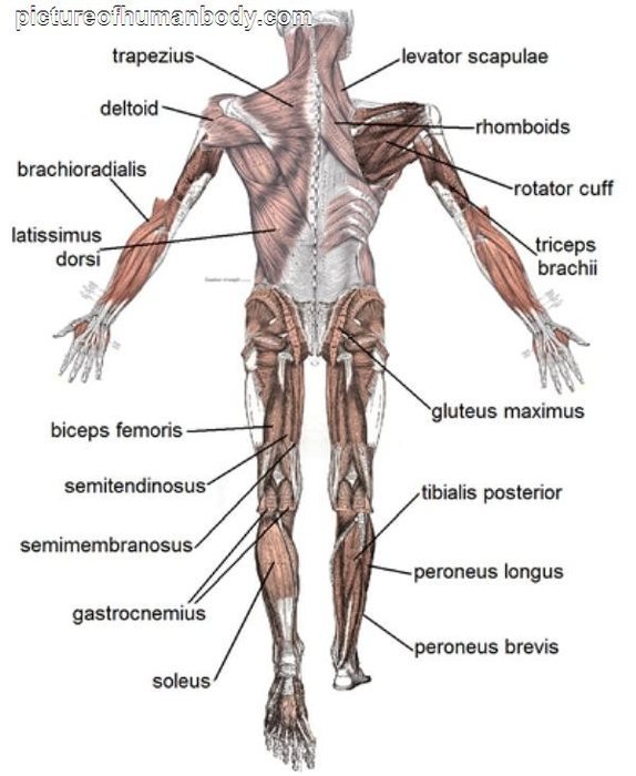 Body Muscle Diagram