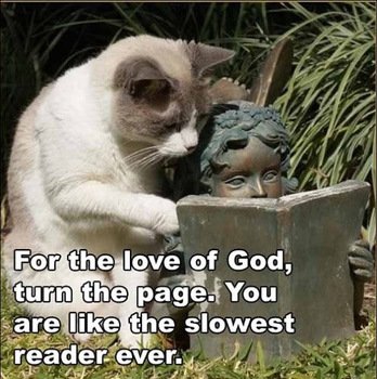 Funny Cat Memes With Captions