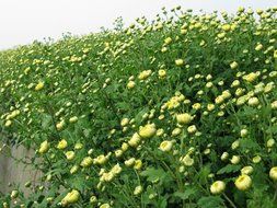 Dechunxian&reg;Selected Premium Dried Chrysanthemum Flower Tea ，Health Herbal Teas，100% Natural N5