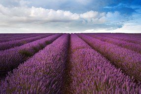 Organic Lavender Flowers (Extra Grade - Dried) - 4oz Resealable Bag - 100% Raw From France - by Feel Good Organics N6