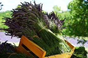 Organic Rose Chamomile Lavender Tea - Loose Herbal Blend - GMO Free - Relaxing - Calming Tisane by The Tea Company... N34