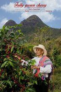 Medium / Dark Roast AWARD WINNER (2.2 lbs) Whole Bean Arabica Coffee -Caf&eacute; de Loja Premium&ndash; Roasted with Best... N2