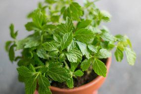 Jiaogulan (100% Gynostemma pentaphyllum) Tea - Best Quality Natural Loose Leaf Immortality Herb - Caffeine-Free... N4