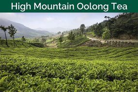 High Mountain Oolong Tea Leaves from the Himalayas, 100% Natural, Hand-plucked in High Elevation Plantations in... N17