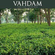 High Mountain Oolong Tea Leaves from the Himalayas, 100% Natural, Hand-plucked in High Elevation Plantations in... N35