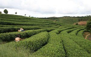 Luxtea Chinese Top10 Famous Tea &ndash; Anxi Tie Guan Yin / Iron Mercy Goddess / Tieguanyin Green Oolong Tea &ndash; Grade... N5