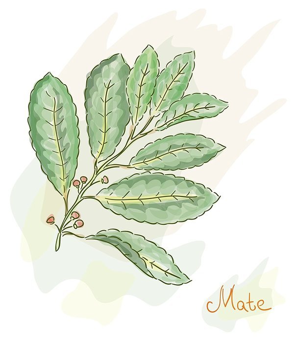Organic Yerba Mate Tea, Wild Tea #4, Loose Leaf Yerba Mate From Brazil (2 ounce) N6