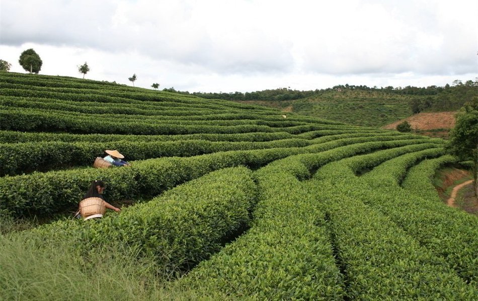 Luxtea Chinese Top10 Famous Tea &ndash; Anxi Tie Guan Yin / Iron Mercy Goddess / Tieguanyin Green Oolong Tea &ndash; Grade... N5
