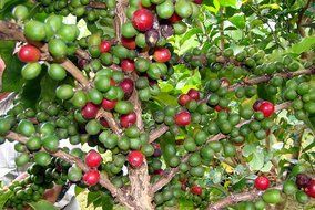 Caf&eacute; Duran Best Panama Ground Coffee Duran 15oz. Package Panama's Highest Quality Traditional Highland Coffee...