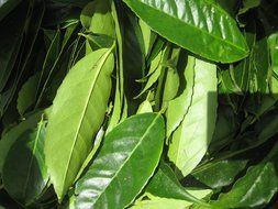Organic Guayusa Tea, Loose Leaf Amazonian Superleaf Tea by Wild Foods, Full of Antioxidants and Caffeine, Smooth... N3