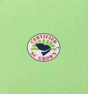 American Classic Pyramid Teabags, Island Green Mint, 12 Count N3