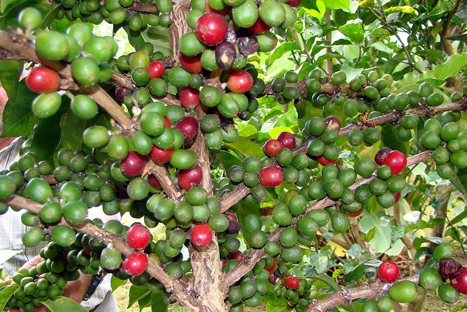 Caf&eacute; Duran Best Panama Ground Coffee Duran 15oz. Package Panama's Highest Quality Traditional Highland Coffee...