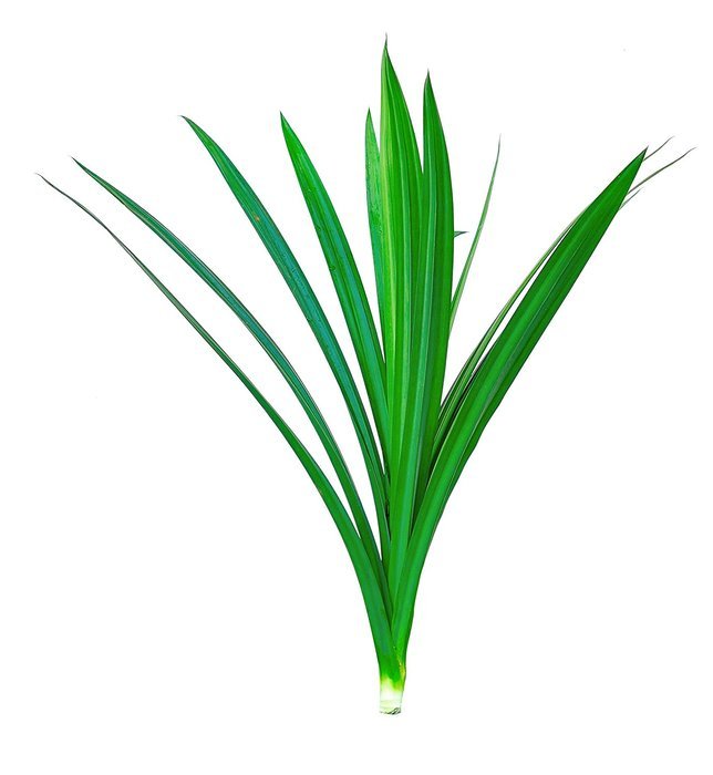 Fresh Pandan Leaves - 1.50oz N2