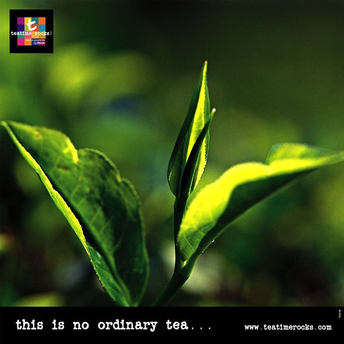 Dilmah Tea, Italian Almond Tea, 20-Count Luxury Leaf Teabags (Pack of 2) N4