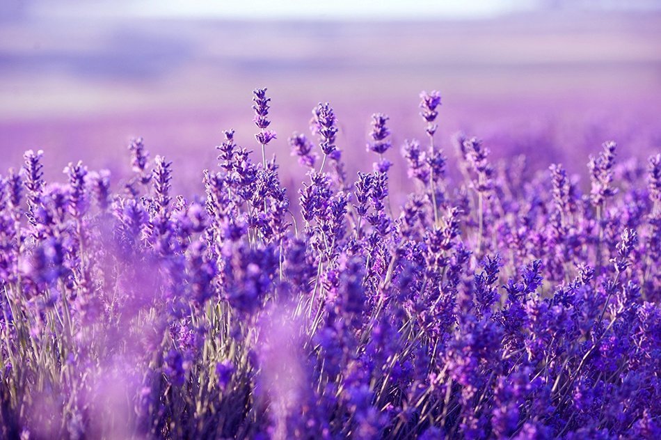 JR Lavender 100% Natural & Pure Therapeutic Grade Essential Oil Compatible for Oil Burner / Humidifier/ Air Purifier... N4