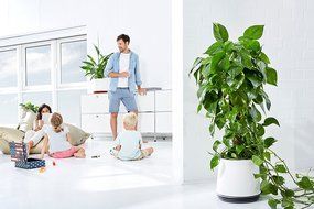 AIRY - natural air purifier (snow white - black jack) N3
