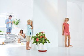 AIRY - natural air purifier (snow white - black jack) N5