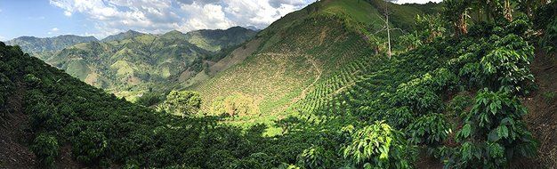 Laderas del Tapias Castillo Natural Whole Bean Colombian Coffee N9