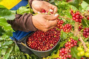 Laderas del Tapias Castillo Natural Whole Bean Colombian Coffee N12