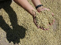 Laderas del Tapias Castillo Natural Whole Bean Colombian Coffee N14
