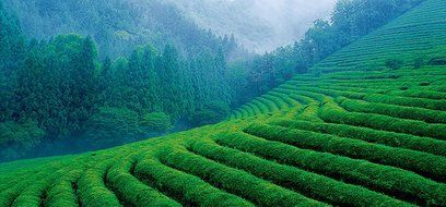 Bikini Tea: Weight Loss, Diet, Slimming, Reduce Bloating, Appetite Suppressing,100% Organic, 20 Sachets N4