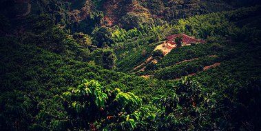 Laderas del Tapias Castillo Natural Whole Bean Colombian Coffee N29