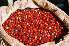 Bali Kintamani Natural Organic RFA Coffee Beans (Unroasted Green Beans, 5 Pounds Whole Beans) N7