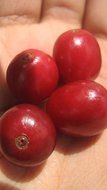 Farm-direct: 100% Kona Coffee, Medium Roast, Whole Beans, 1 Lb N2