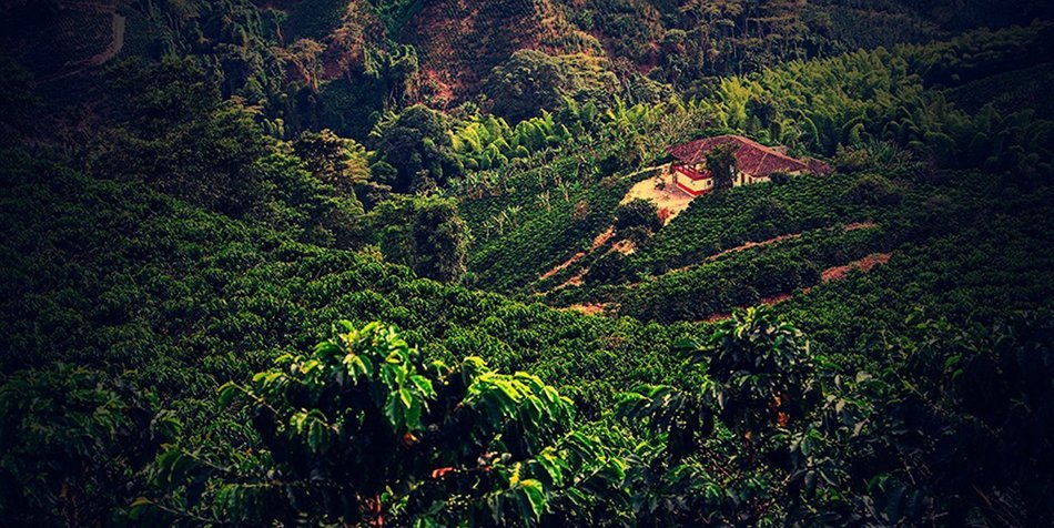 Laderas del Tapias Castillo Natural Whole Bean Colombian Coffee N29