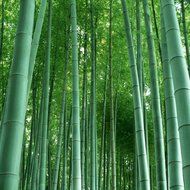 Natural Activated Bamboo Charcoal Odor Eliminator from Deep Mountains By CareHome - Deodorizer and Absorber for... N5