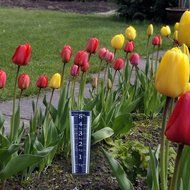 LaCrosse 704-1531 La Crosse 12 inch Plastic Rain Gauge with Easy Read Design N2