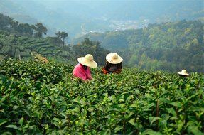 Luxtea Chinese Top10 Famous Tea &ndash; Wuyi Da Hong Pao / Rock Tea / Big Red Robe / Dahongpao Oolong Black Tea &ndash; Grade... N12