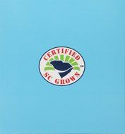 American Classic Pyramid Teabags, 12 Count N4
