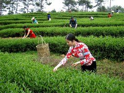 Luxtea Chinese Top10 Famous Tea &ndash; Wuyi Da Hong Pao / Rock Tea / Big Red Robe / Dahongpao Oolong Black Tea &ndash; Grade... N14