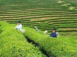 Luxtea Chinese Top10 Famous Tea &ndash; Wuyi Da Hong Pao / Rock Tea / Big Red Robe / Dahongpao Oolong Black Tea &ndash; Grade... N17
