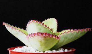 Mother of Thousands Kalanchoe Daigremontiana Mexican Hat Plant Rare Succulent 4 by exotic_cactus_collection