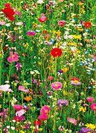 Komar DM375 Ideal Decor Flower Field 4-Panel Wall Mural by Ideal Decor
