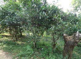 Aged Yunnan Pu-erh Tea, Puerh Tea Is Consumed As a "Detox Tea" Actually Run Through an Aging Process 10 years&ndash;... N33