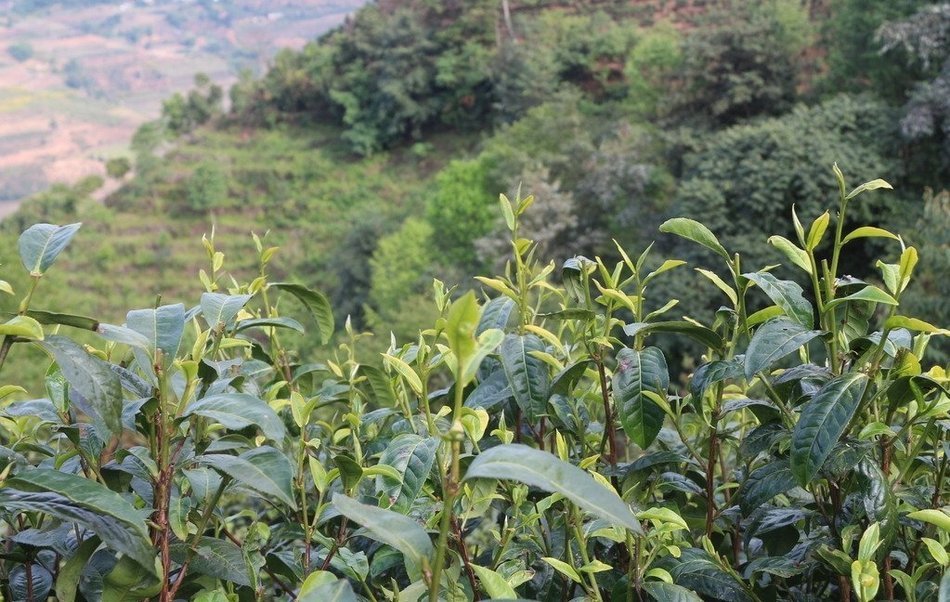 Aged Yunnan Pu-erh Tea, Puerh Tea Is Consumed As a "Detox Tea" Actually Run Through an Aging Process 10 years&ndash;... N53