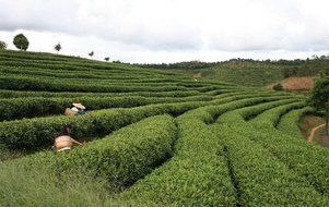Luxtea Chinese Top10 Famous Tea &ndash; Anxi Tie Guan Yin / Iron Mercy Goddess / Tieguanyin Green Oolong Tea &ndash; Grade... N20