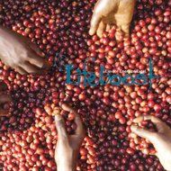 Lifeboost Nicaragua Coffee Beans, 12 oz (Bean Dark Roast) N15