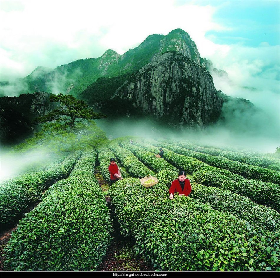 Luxtea Chinese Top10 Famous Tea &ndash; Anxi Tie Guan Yin / Iron Mercy Goddess / Tieguanyin Green Oolong Tea &ndash; Grade... N10
