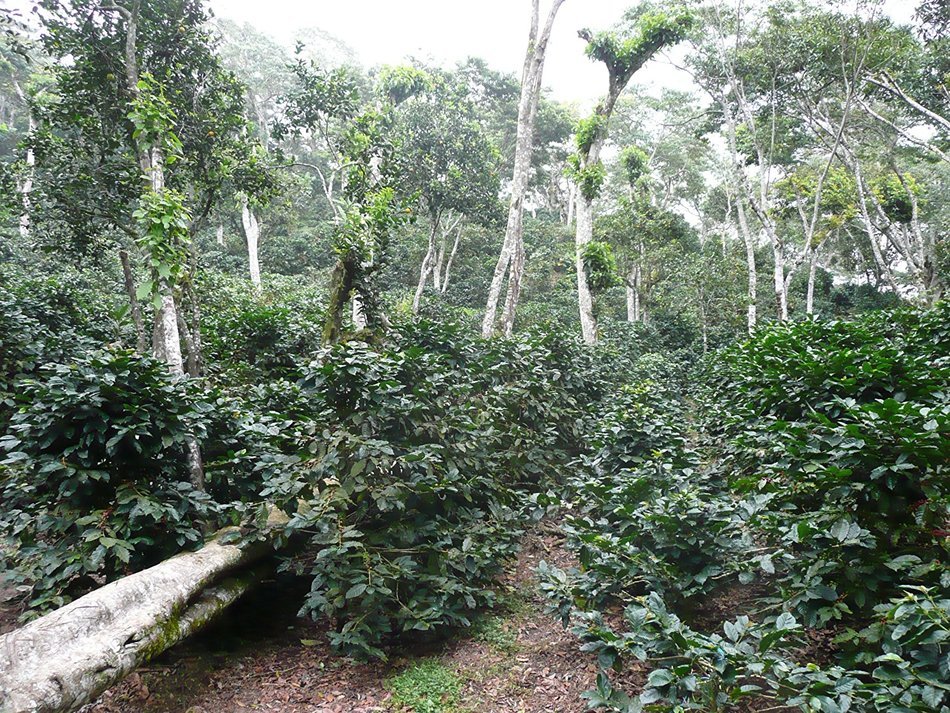 Kilamb&eacute; Coffee, Super Premium Gourmet Nicaraguan Coffee, Certified USDA Organic, Single Source, Fairly Traded,... N6