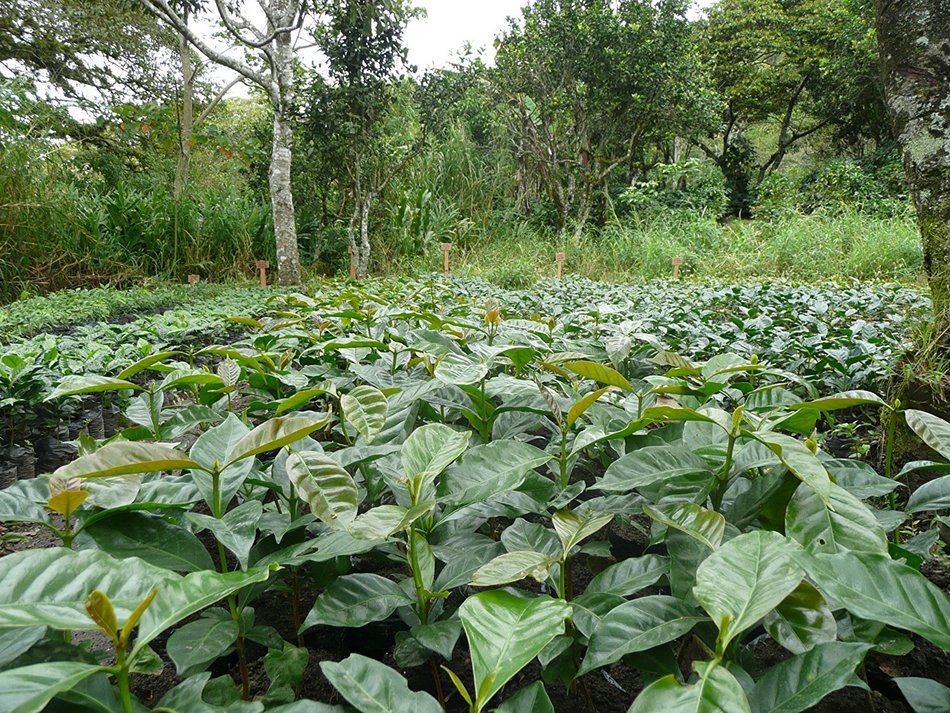 Kilamb&eacute; Coffee, Super Premium Gourmet Nicaraguan Coffee, Certified USDA Organic, Single Source, Fairly Traded,... N10