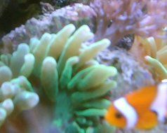 Superheadz CLAP Digital Camera Powershovel Juicy Yellow N2