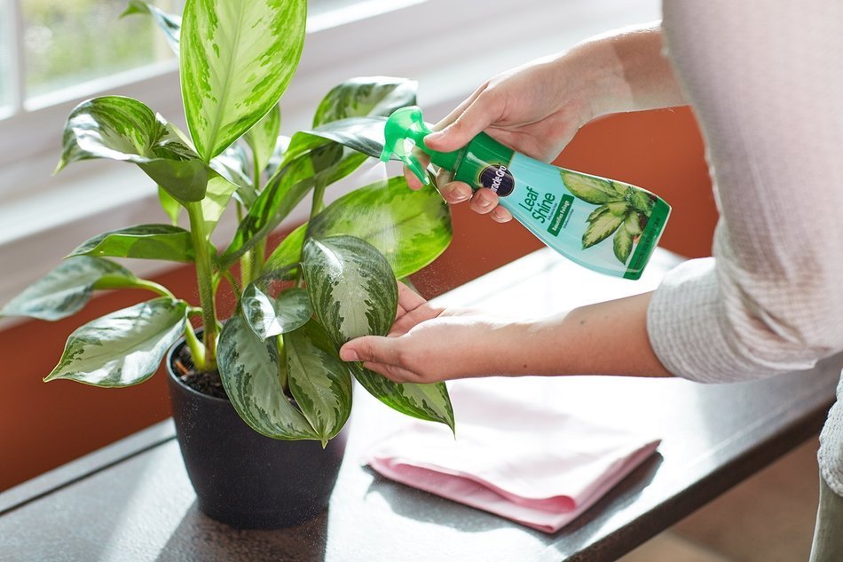 Miracle Gro Leaf Shine 8 Oz N2