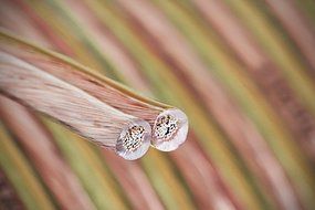 Aurum Cables 12 Gauge Dual Color Transparent PVC Speaker Zip Wire l Green and Regular Transparent I w/ ft markings...