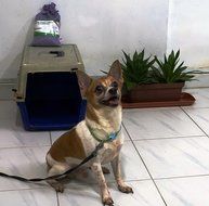 BUY MORE SAVE MORE Great Value SG Bamboo Charcoal Deodorizer Power Pack, Best Air Purifiers for Smokers &amp; Allergies... N35