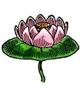 Free Clip Art Lily Flowers N3
